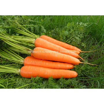 Размер L свежей моркови